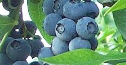 Изображение на обложке